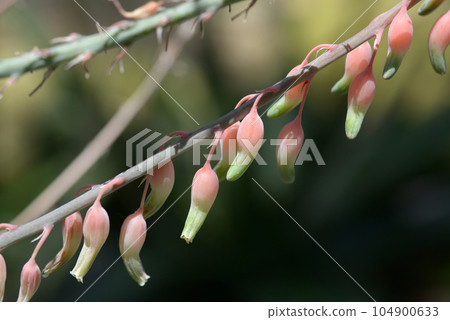 Gasteria 104900633