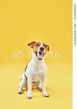 Happy dog on bright trendy yellow background. 104900665