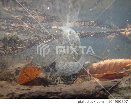 三文魚魚卵在水中 104900897