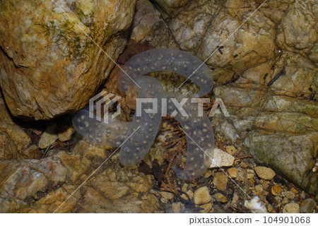2 pairs of egg sacs 2 pairs of egg sacs 104901068