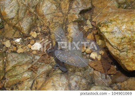 Rock salamander 2 pairs of eggs and an adult male Rock salamander 2 pairs of eggs and an adult male 104901069