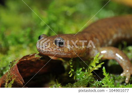 Face of rock salamander Face of rock salamander 104901077