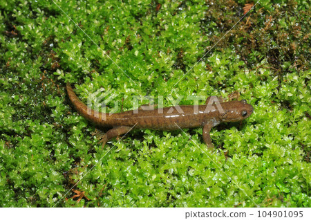 Walking salamander adult male Walking salamander adult male 104901095