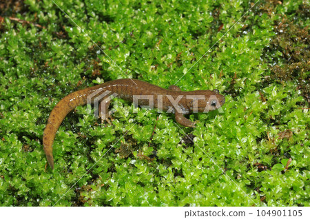 Walking salamander adult male Walking salamander adult male 104901105