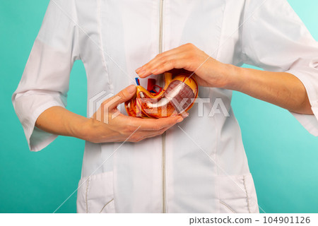 Doctor woman is holding anatomical model stomach . Help and care concept 104901126