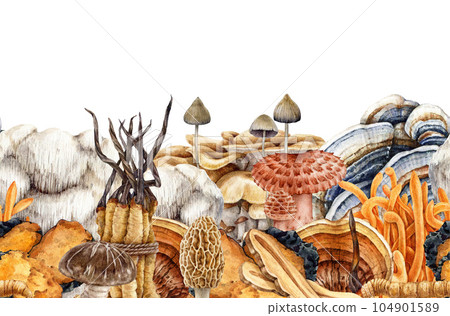 Medicinal different mushrooms seamless border. Watercolor illustration. Various painted medicinal fungi in vintage style decor border. Reishi, cordyceps, turkey tail medical mushroom element 104901589