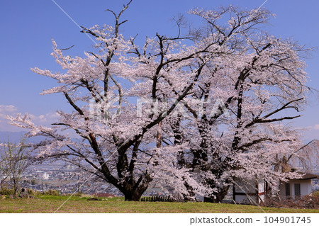 Kamimiyaji, Minami-Alps City, Yamanashi Prefecture Somei-Yoshino cherry trees in full bloom on the grounds of Ogamiyama Denji-in Temple, which stands on a hill overlooking the Kofu Basin Kamimiyaji, Minami-Alps City, Yamanashi Prefecture Somei-Yoshino cherry trees in full bloom on the grounds of Ogamiyama Denji-in Temple, which stands on a hill overlooking the Kofu Basin 104901745