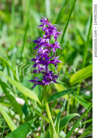 White Plover with purple flowers 104902088