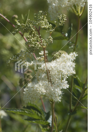 Meadowsweet (Filipendula ulmaria) flowering plant in the garden, close up 104902416