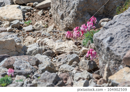 Pretty Dicentra blooming in the sand Pretty Dicentra blooming in the sand 104902509