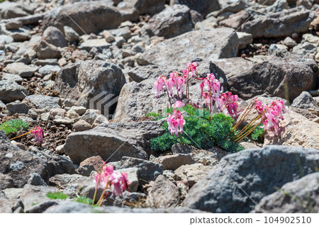 美麗的荷包牡丹在沙子裡綻放 104902510