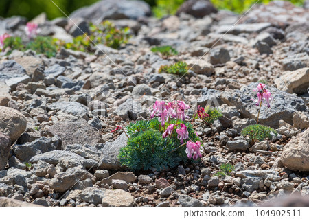 美麗的荷包牡丹在沙子裡綻放 104902511