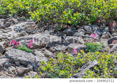 美麗的荷包牡丹在沙子裡綻放 104902512