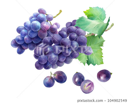 兩個帶有葉子(kyoho)和孤立水果的葡萄的水彩插圖。 兩個帶有葉子(kyoho)和孤立水果的葡萄的水彩插圖。 104902549