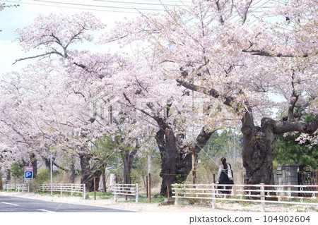 福島縣富岡町與之森的櫻花樹 福島縣富岡町與之森的櫻花樹 104902604