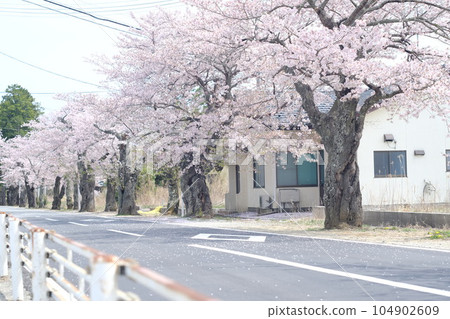 福島縣富岡町與之森的櫻花樹 福島縣富岡町與之森的櫻花樹 104902609
