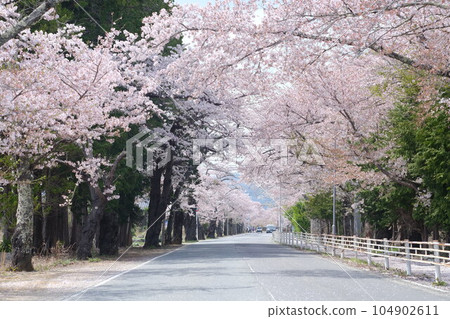 Cherry blossom trees in Yonomori, Tomioka Town, Fukushima Prefecture Cherry blossom trees in Yonomori, Tomioka Town, Fukushima Prefecture 104902611