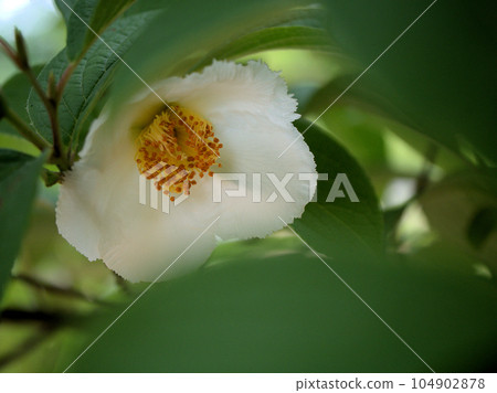 白山茶(夏山茶)花在六月盛開 白山茶(夏山茶)花在六月盛開 104902878