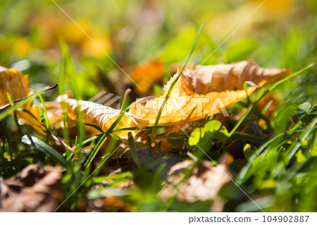 Germany, Bavaria, farmhouse, grassland, leaves, ドイツ, バイエルン, farmhouse, pasture, leaves, Germany, Bavar 104902887