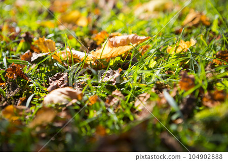 Germany, Bavaria, farmhouse, grassland, leaves, ドイツ, バイエルン, farmhouse, pasture, leaves, Germany, Bavar 104902888