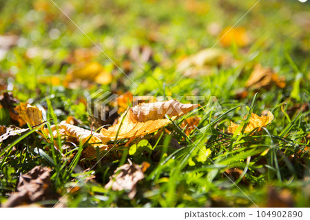 德國，巴伐利亞，農家，草地，樹葉，ドイツ、バイエルン、農家、牧草地、葉、Germany, Bavar 104902890