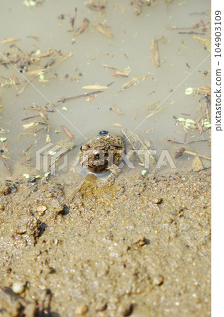 插秧後，土龜在稻田裡休息 104903109