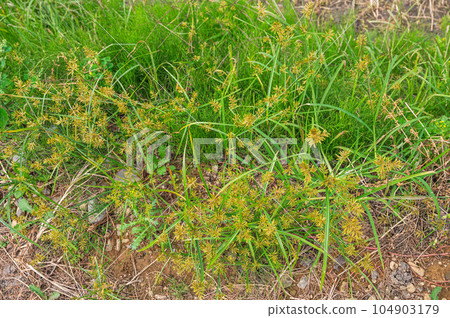 field sedge 104903179