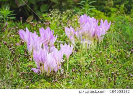 dog saffron flower in the garden 104903182
