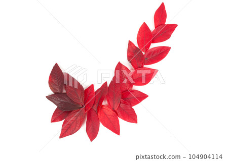 Red leaves isolated Red leaves isolated 104904114