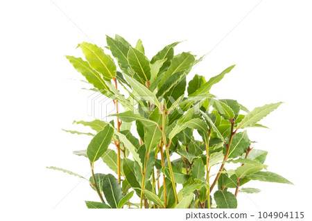 Fresh bay leaves Fresh bay leaves 104904115
