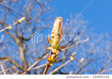 close up bud of chestnut tree close up bud of chestnut tree 104904195