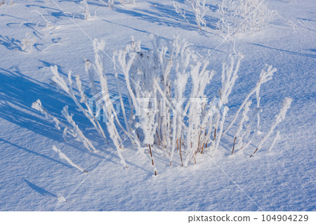 grass covered with hoarfrost in snow grass covered with hoarfrost in snow 104904229