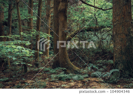 View of Magome Pass [Samurai Road] 104904346