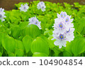 Water hyacinth (horizontal) 104904854