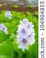 Water hyacinth (vertical) 104904855