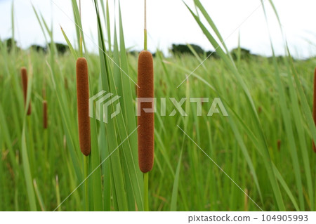 Row of cattail ears Row of cattail ears 104905993