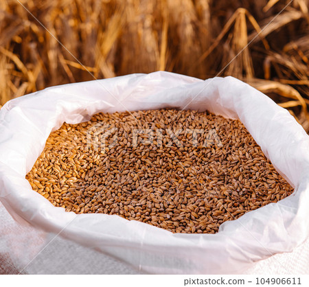 wheat grains in a bag with ears 104906611