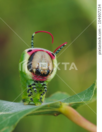 Beautiful caterpillar in a frightening pose, unique animal behaviour Beautiful caterpillar in a frightening pose, unique animal behaviour 104907234
