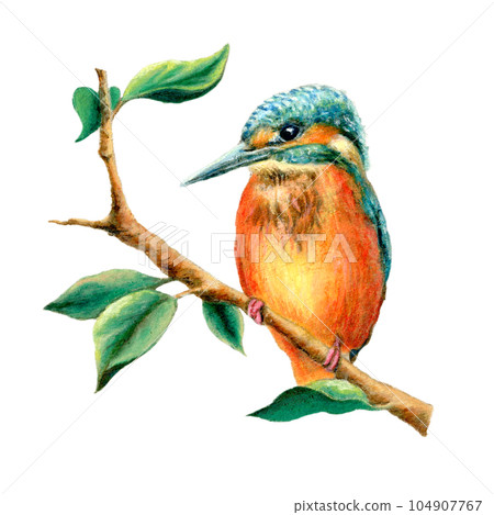 Kingfisher on a branch 104907767