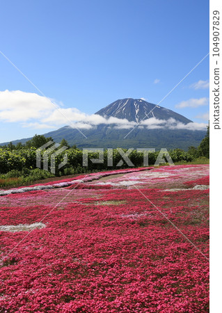 Kutchan Town Shibazakura and Mt. Yotei Kutchan Town Shibazakura and Mt. Yotei 104907829