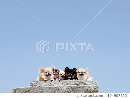 Chihuahua  104907833