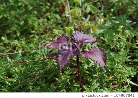 Red perilla 104907841