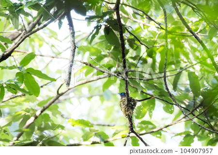 [鶲] 親鳥孵蛋 104907957