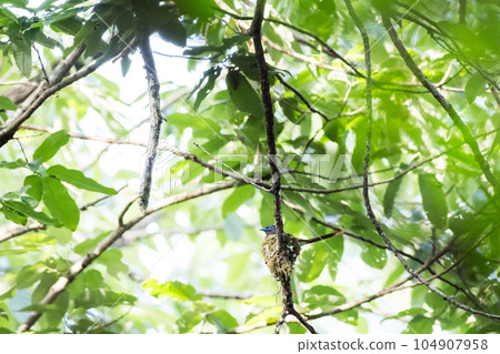 [鶲] 親鳥孵蛋 104907958