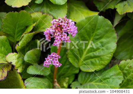 flowers bergenia thick-leaved close-up 104908431
