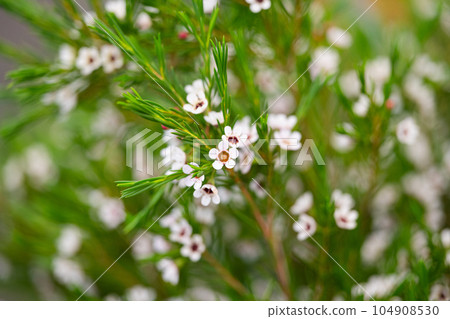 white chamelacium flowers close up white chamelacium flowers close up 104908530