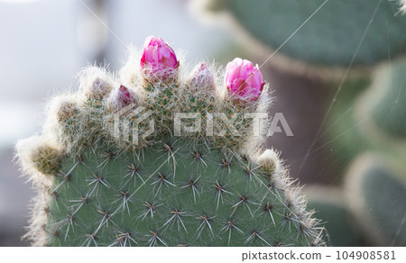 cactus Opuntia leucotricha close-up 104908581