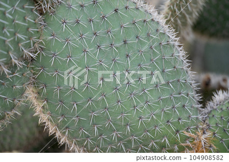 cactus Opuntia leucotricha close-up cactus Opuntia leucotricha close-up 104908582