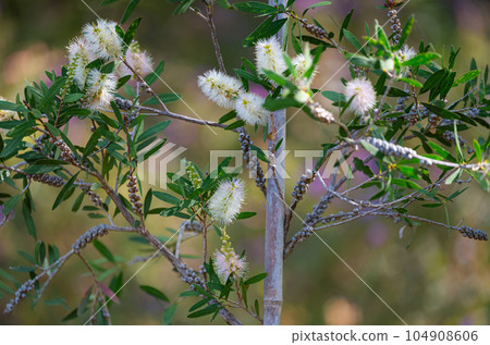 bush Callistemon salignus close-up bush Callistemon salignus close-up 104908606