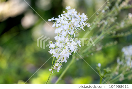 flowers white filipendula closeup 104908611